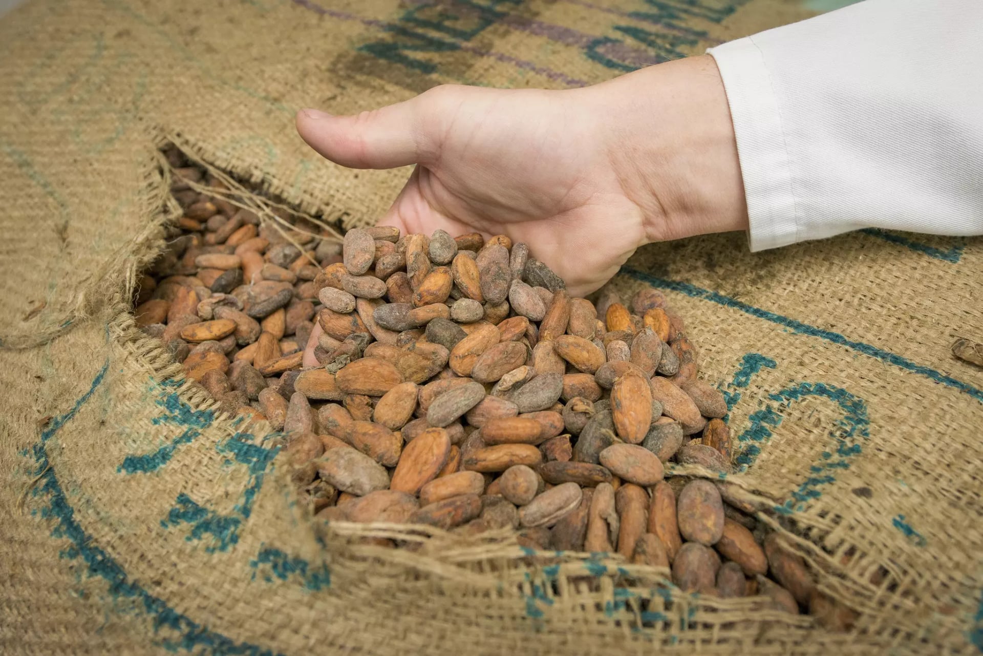 Hand greift in Sack mit Kakaobohnen