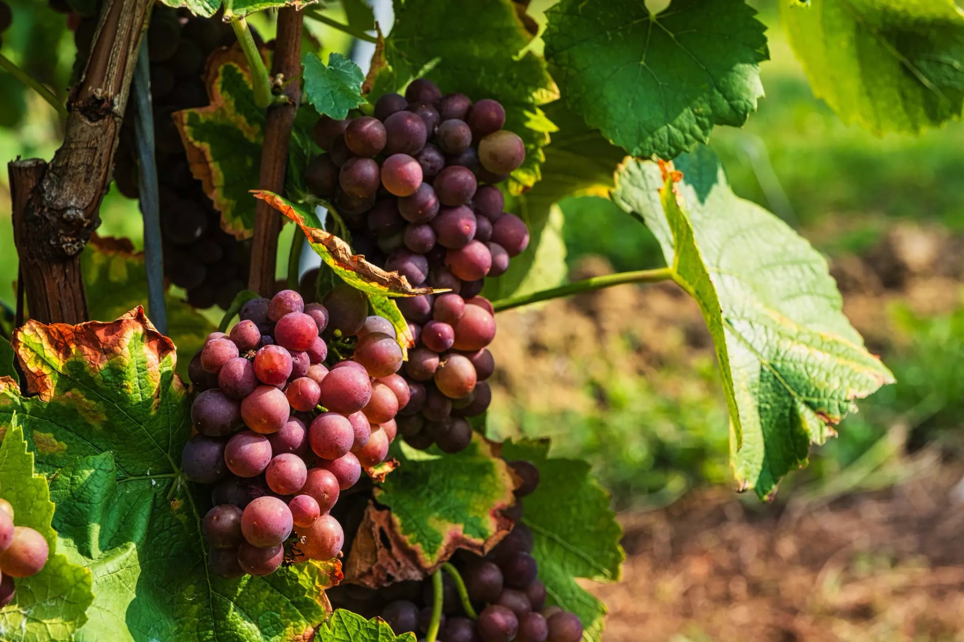 Rote Weintrauben an der Rebe