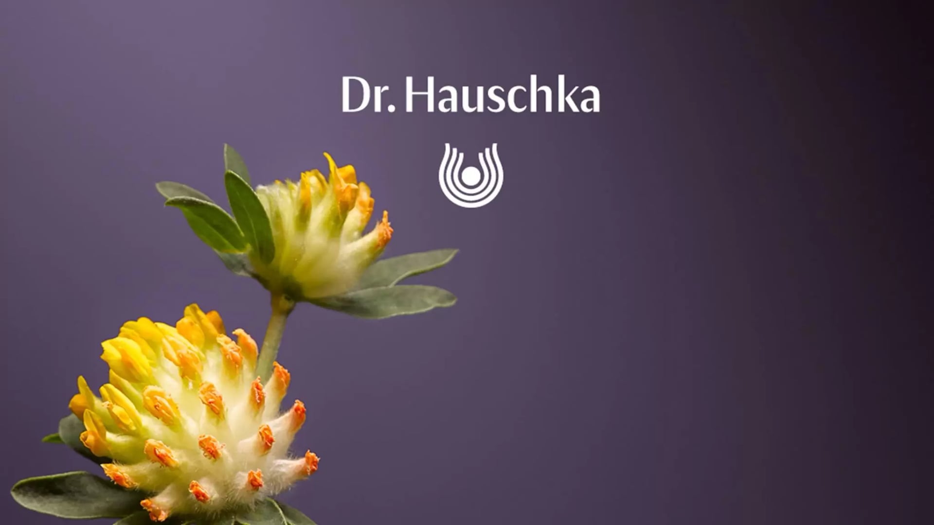Zwei gelb-orange Blüten mit grünen Blättern vor violettem Hintergrund und dem Schriftzug 'Dr. Hauschka' mit Logo darüber.