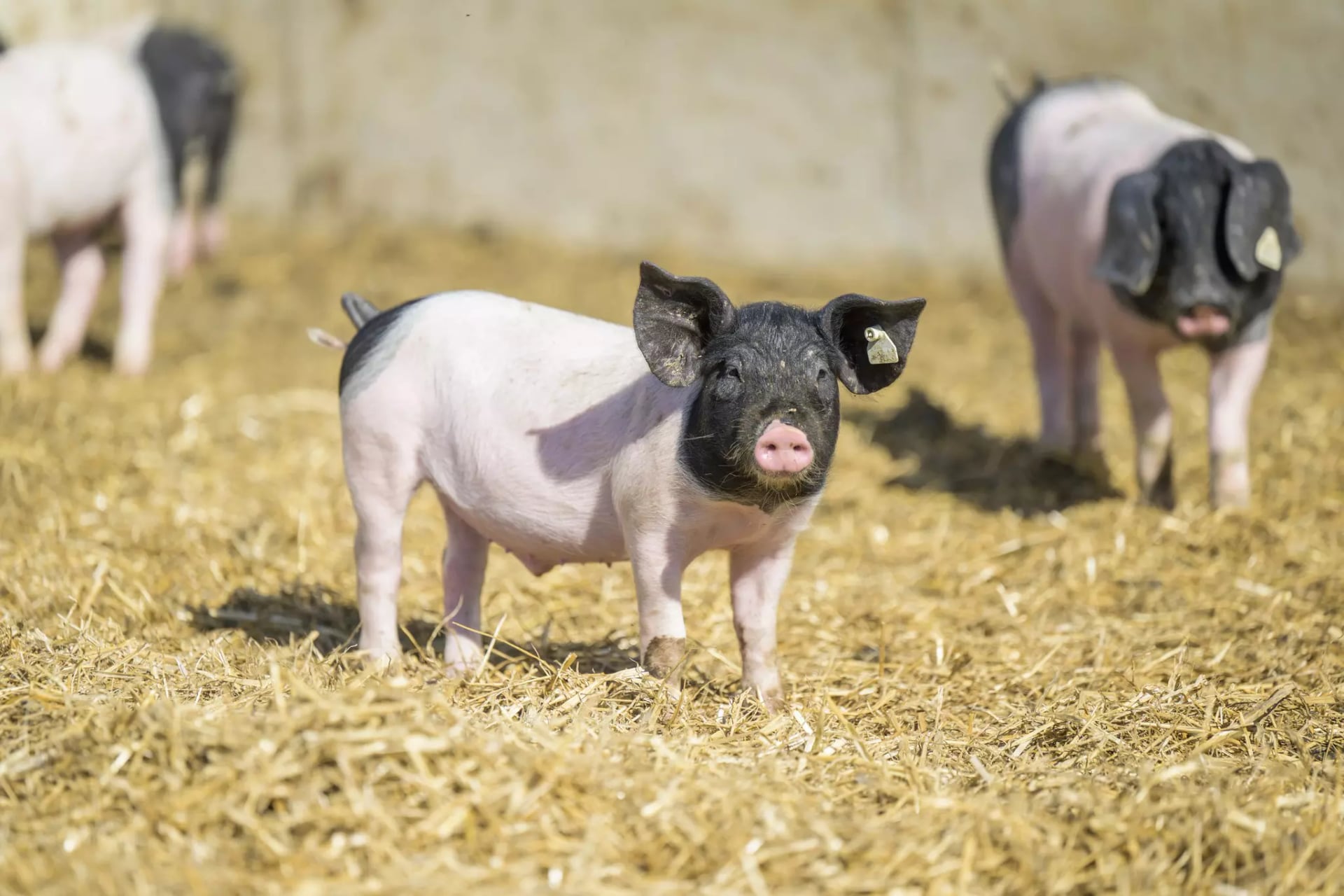 Zwei schwarz-weiß gefleckte Ferkel im Freigehege. Erzeugergemeinschaft BESH.