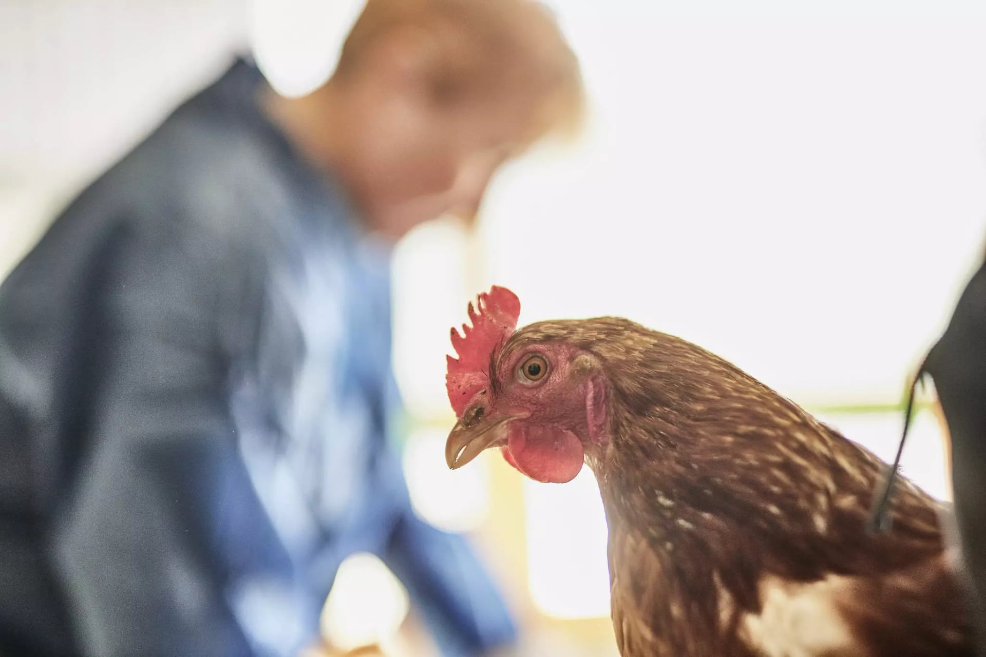 Frau in blauem Schutzanzug im Hintergrund. Im Vordergrund steht ein Huhn in einem hellen Stall.