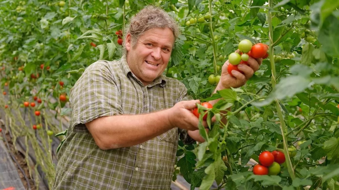 Ein Mann pflückt Tomaten vom Strauch