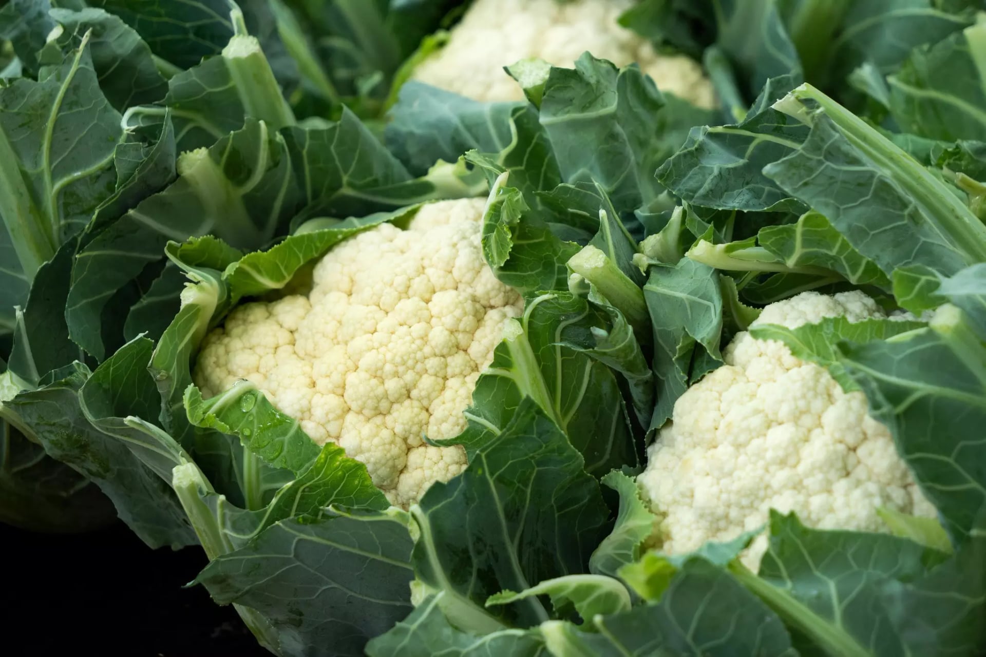 Blumenkohl