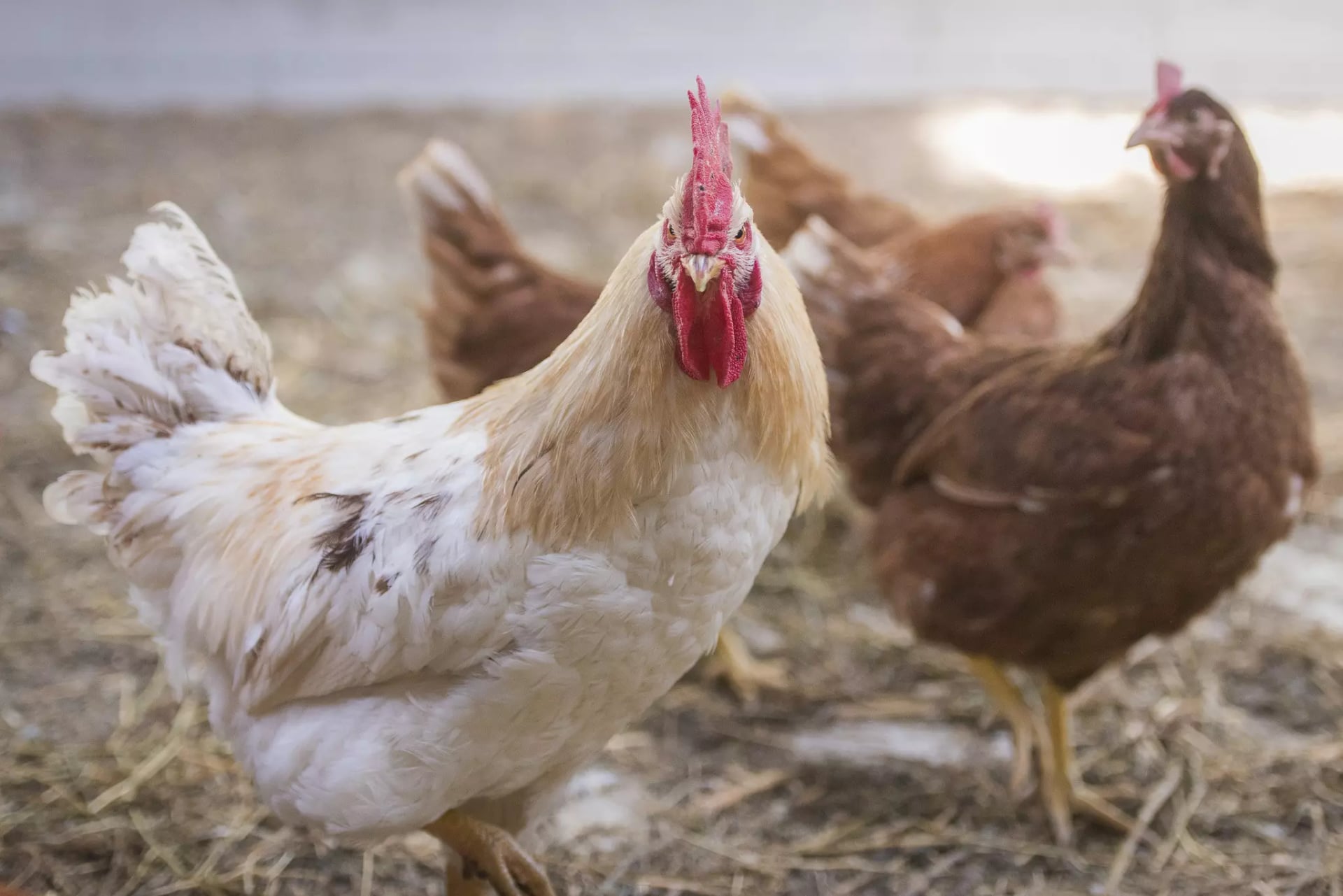 Weißes und braunes Huhn im Hühnerstall.
