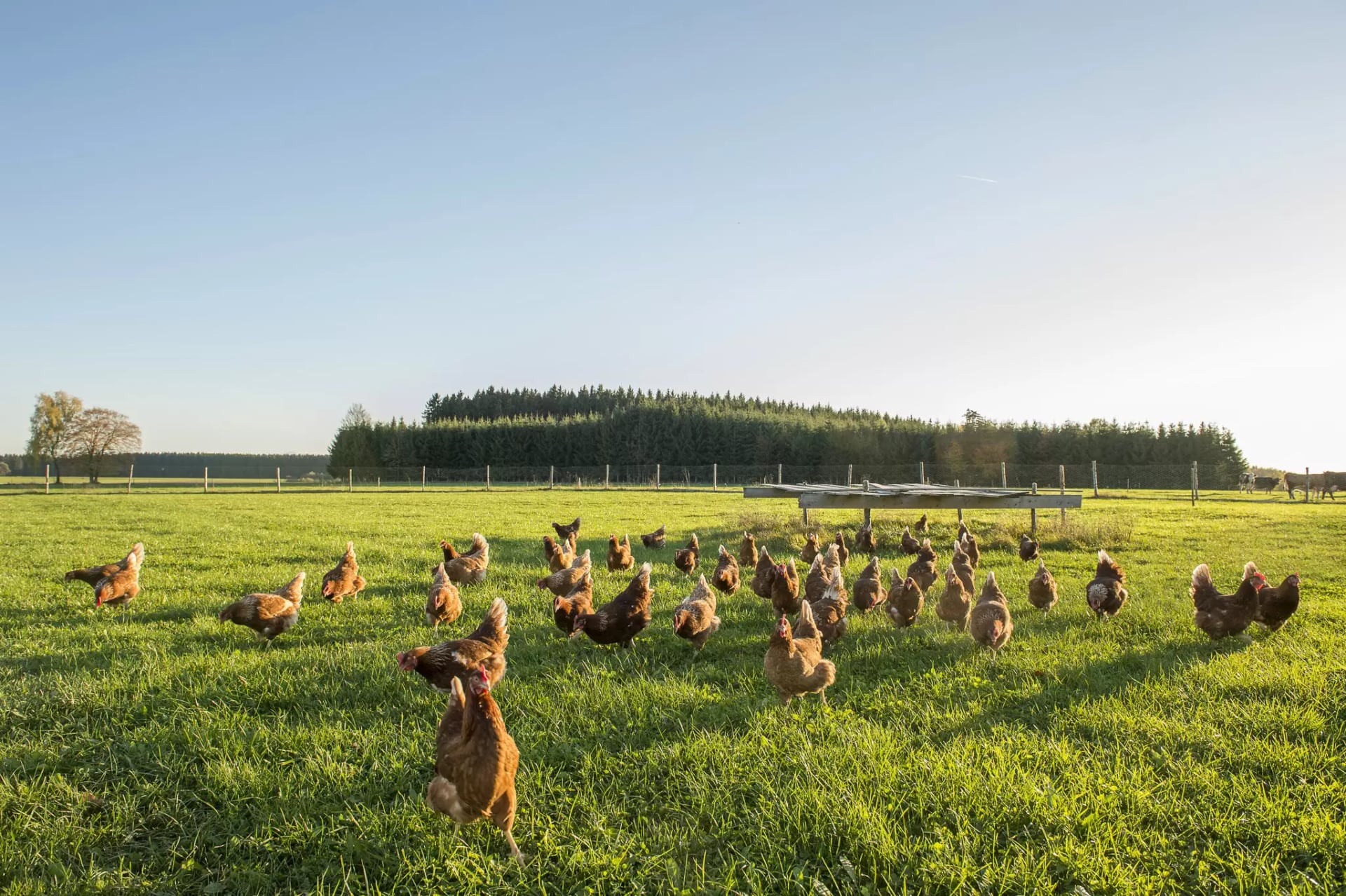 Viele Hühner auf einer grünen Wiese.