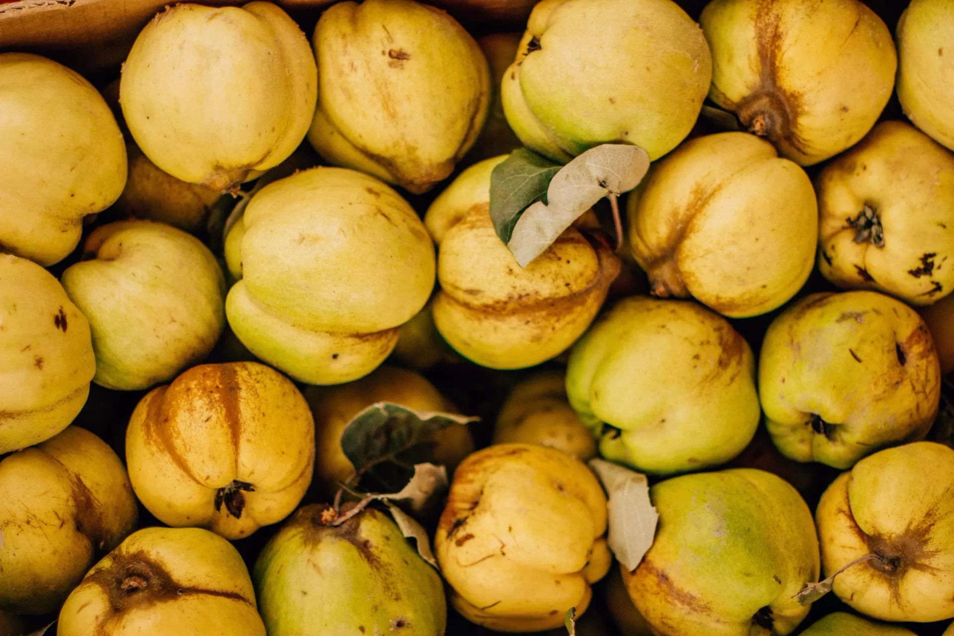 Geerntete Quitten mit Flaum