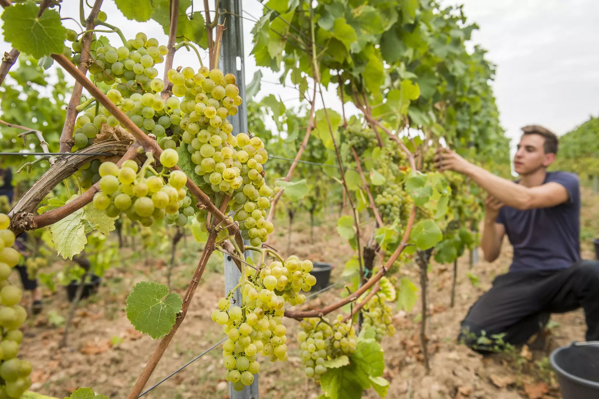 Nahaufnahme von reifen Trauben an einem Weinstock mit einem jungen Mann, der im Hintergrund an den Reben arbeitet.
