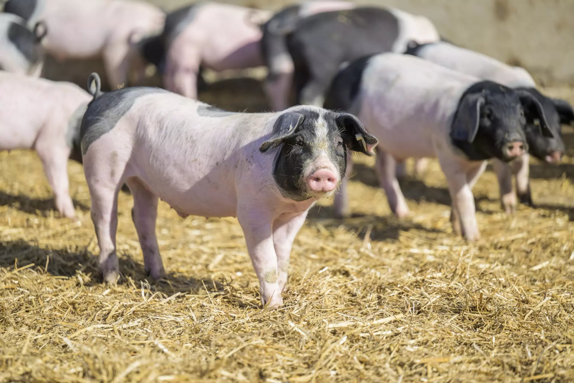 Mehrere junge schwarz-weiße Ferkel stehen auf Stroh in einem Stall