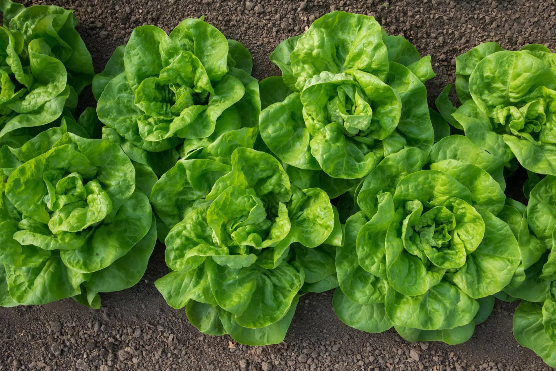Kopfsalat auf dem Feld.
