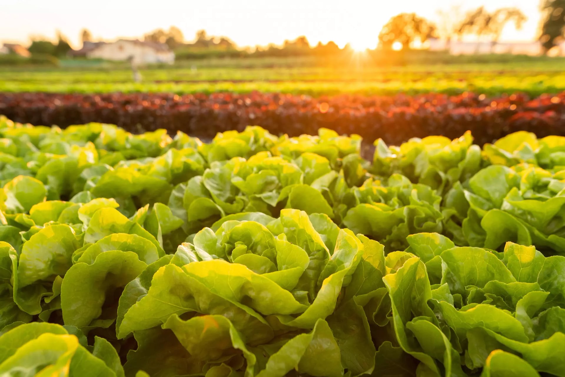 Nahaufnahme von grünem Salat auf einem Feld bei Sonnenuntergang