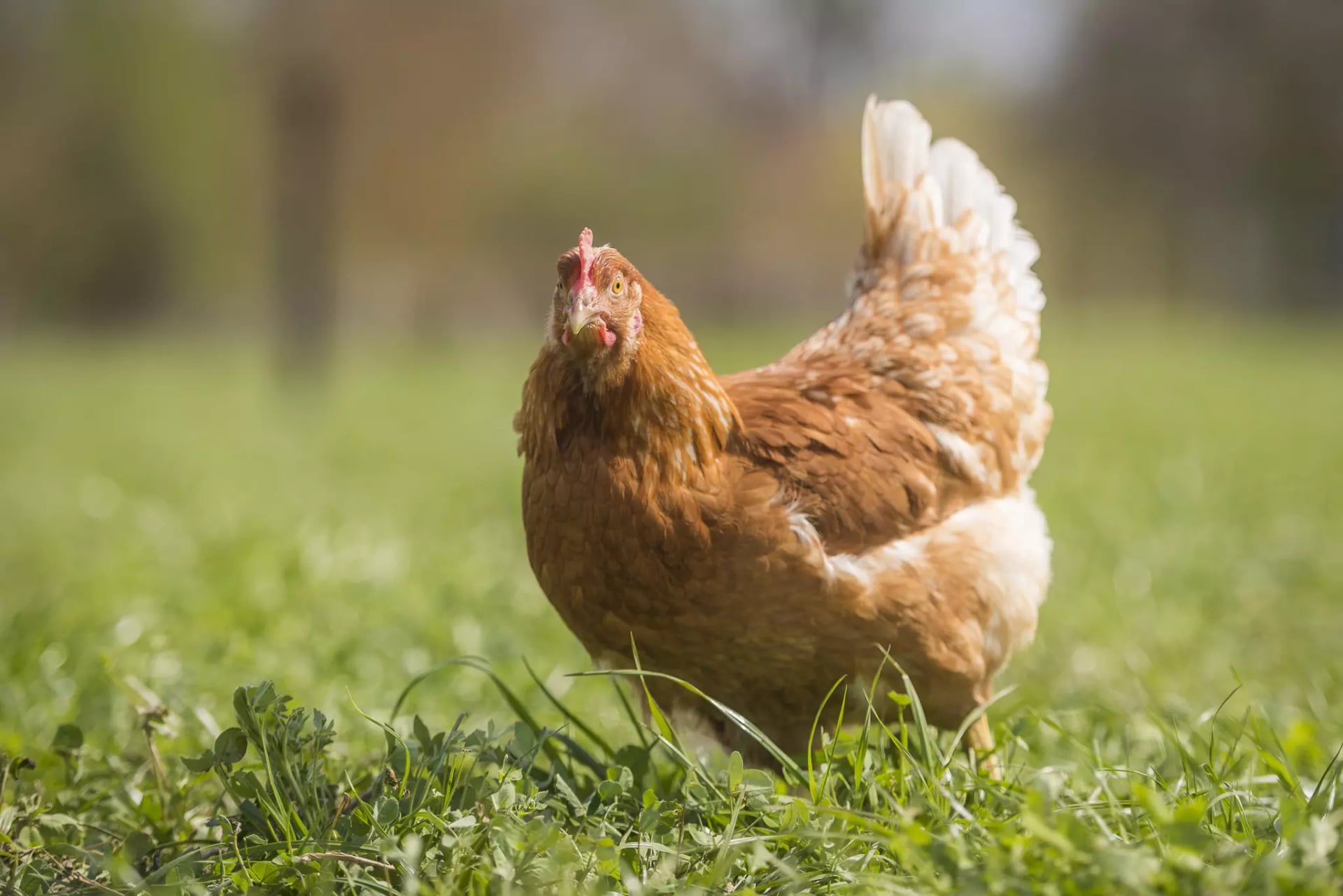 Huhn steht auf einer Wiese mit grünem Gras im Freien.
