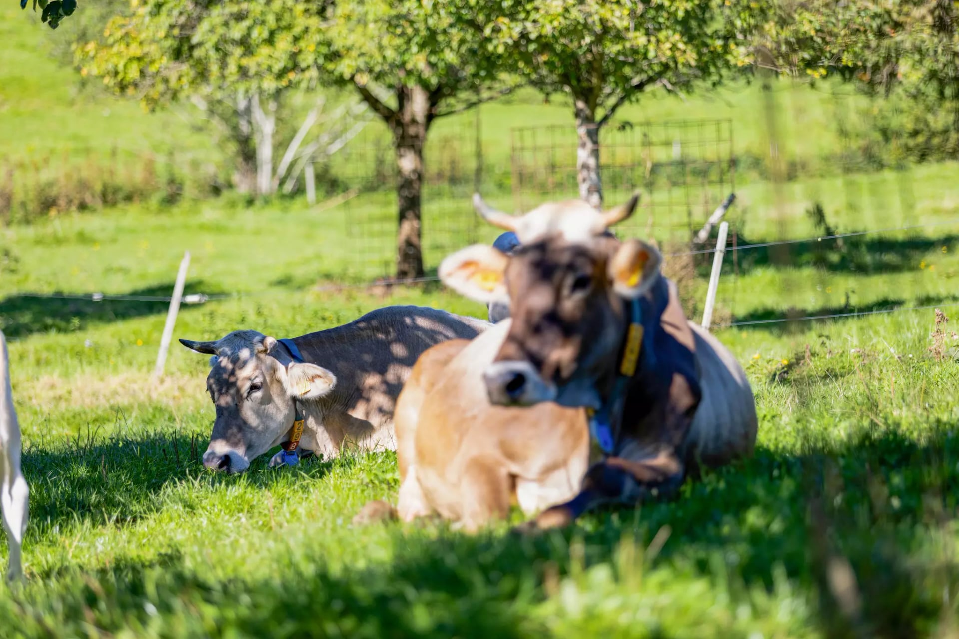 Zwei Kühe liegen auf einer grünen Wiese vor einem Baum und Zaun.