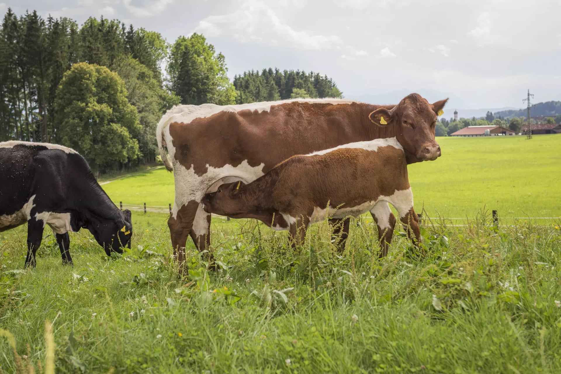 Braun-Weiße Kuh mit säugendem Kälbchen auf der Weide.
