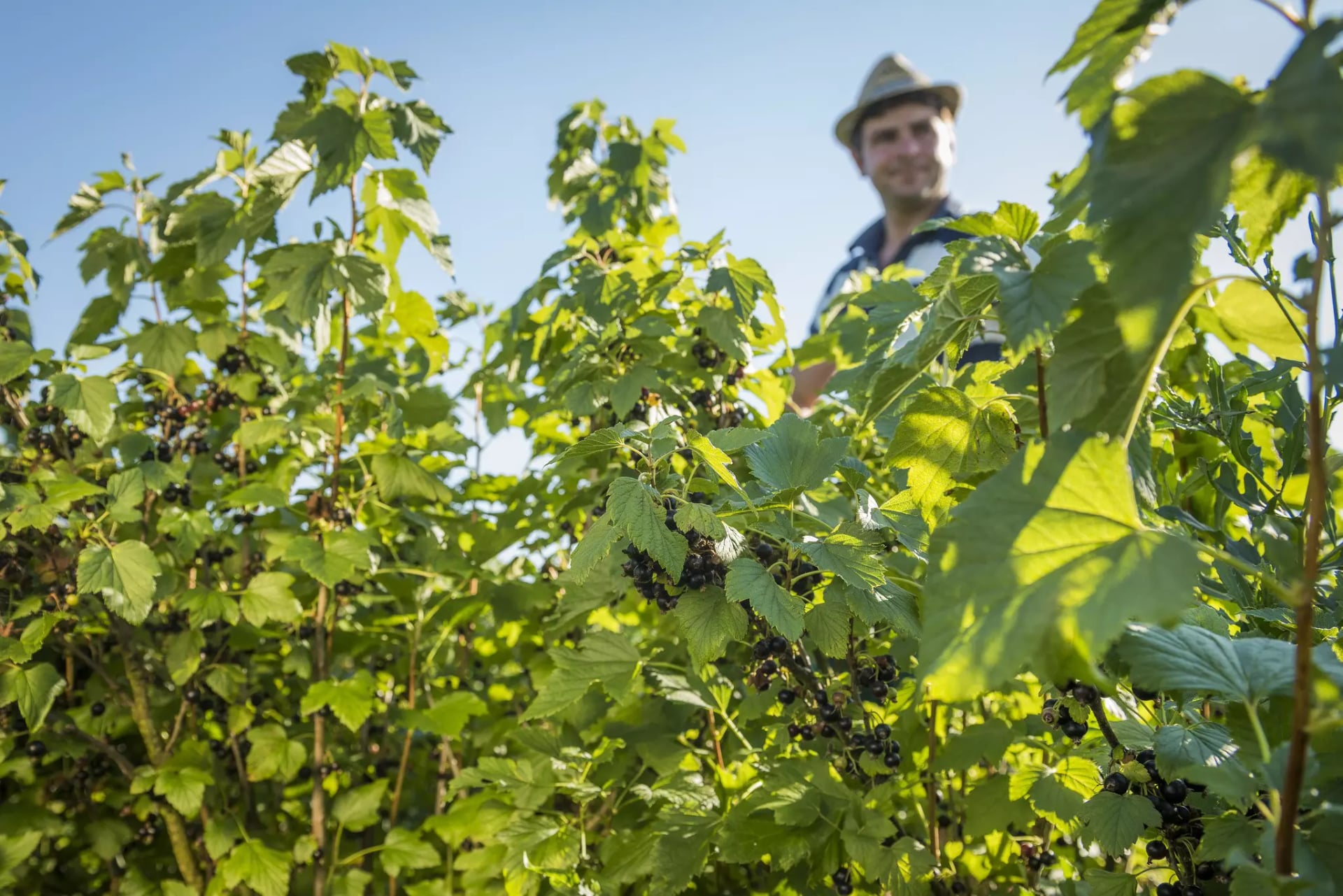 Weinreben mit Trauben im Vordergrund und einem Mann mit Hut im unscharfen Hintergrund.