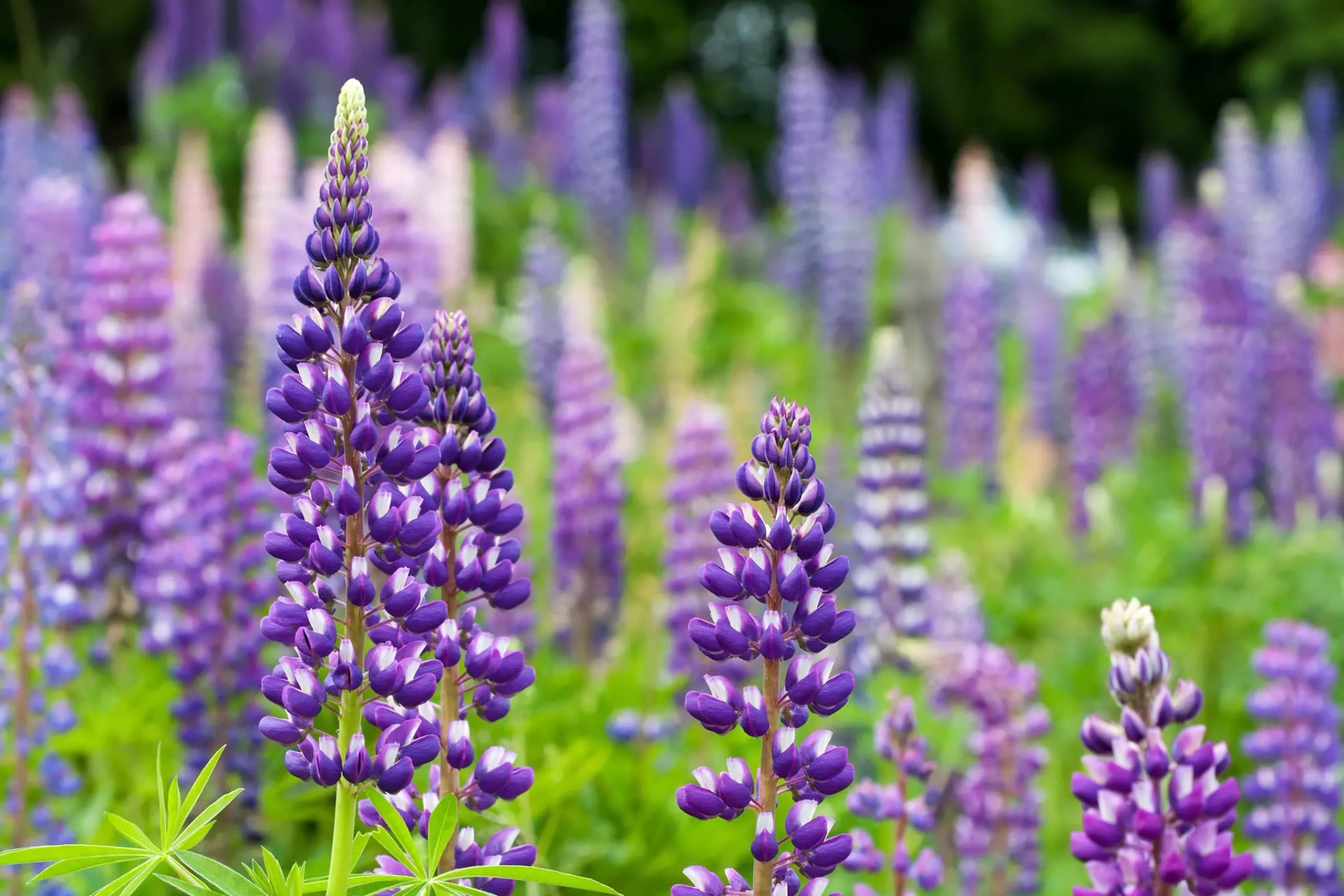 Ein Feld Lila-farbener Lupinenblüten