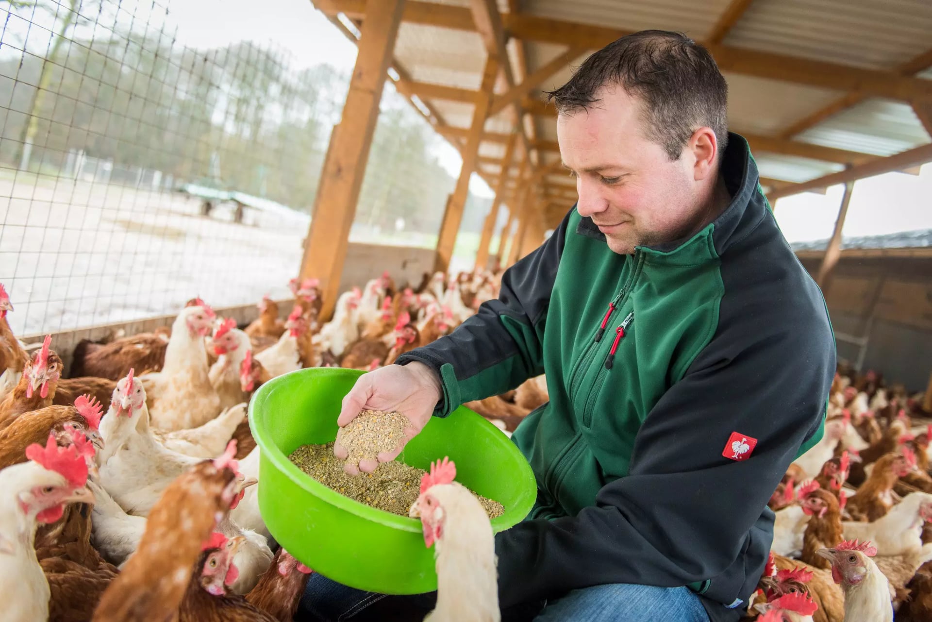 Ein Landwirt im Hühnerstall. Um ihn herum sind viele freilaufende Hühner. Der Landwirt hat eine mit Futter gefüllte, grüne Schüssel in der Hand und streut daraus Körner zwischen die Hühner.