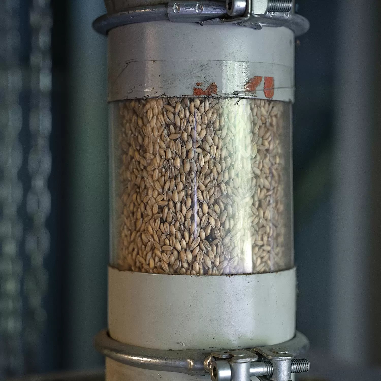 Dinkel Körner in einer Mahlmaschine