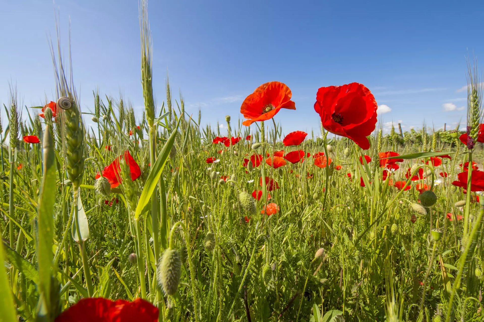 Ein Feld mit Getreide und Mohnblumen