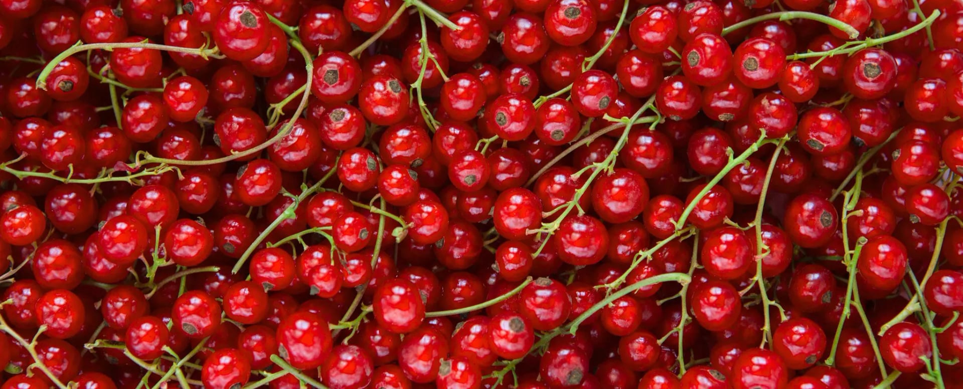 Rote Johannisbeeren