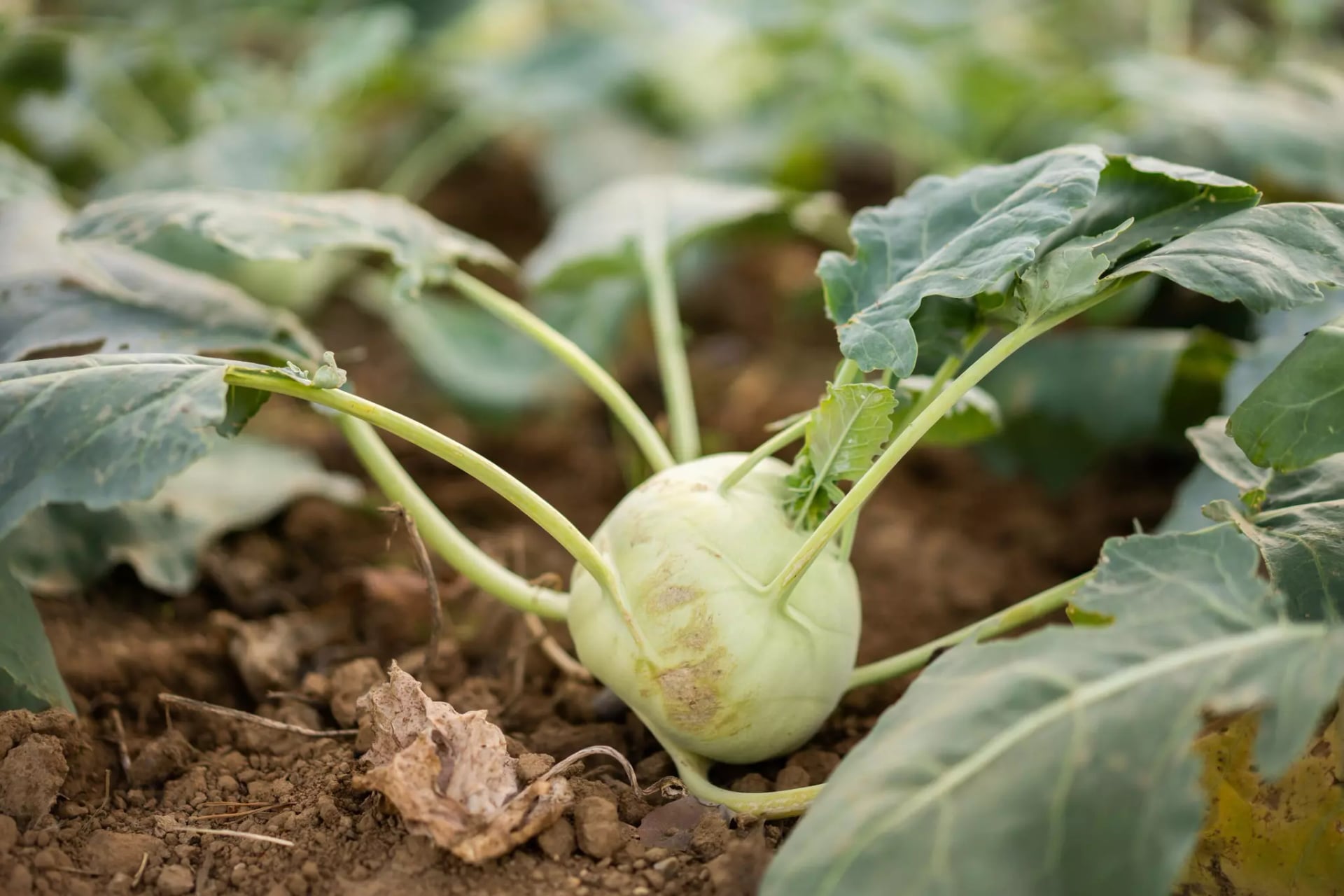 Kohlrabi