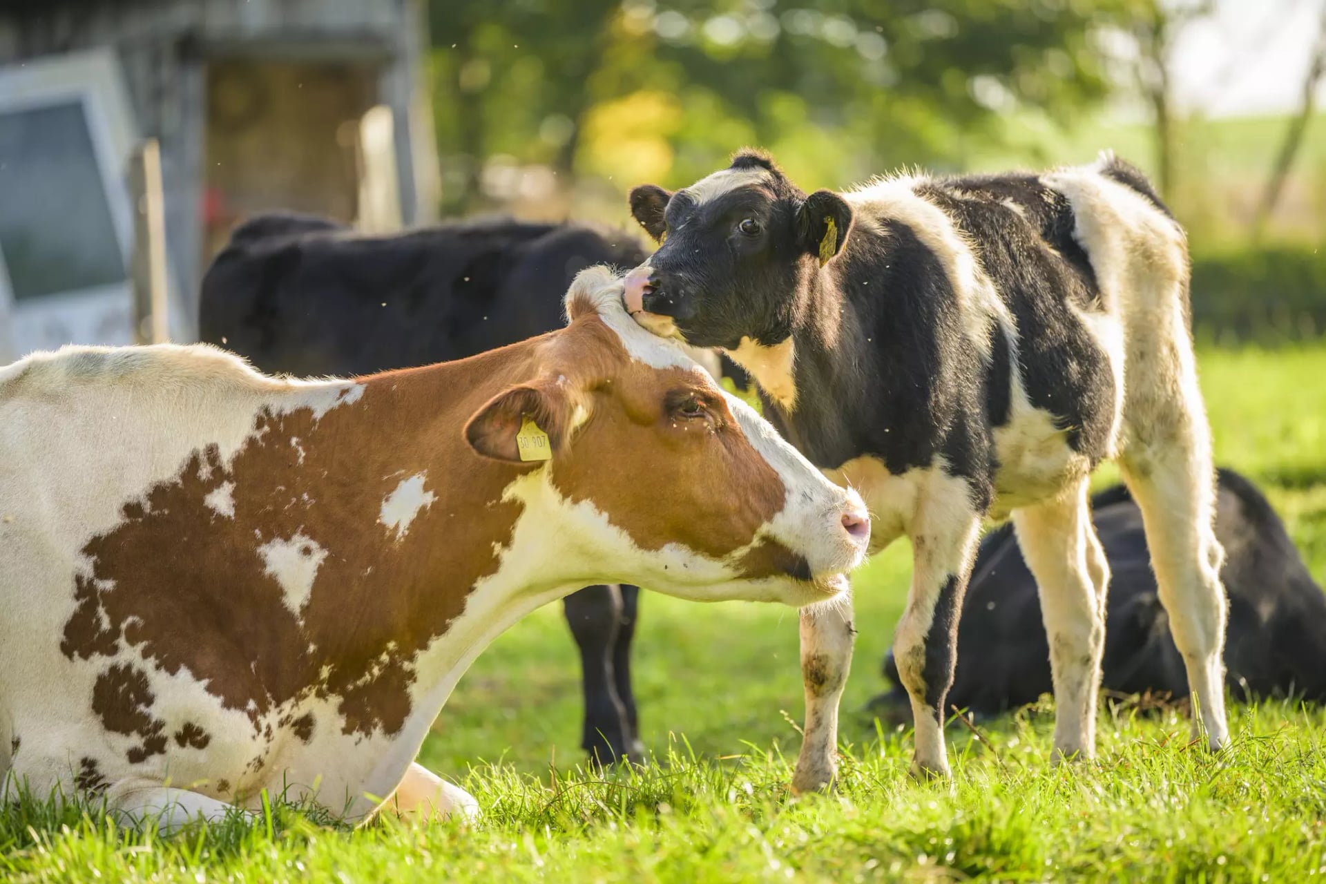 Drei Kühe auf einer grünen Wiese, eine braun-weiße Kuh liegt, ein schwarz-weißes Kalb steht und eine weitere schwarze Kuh ist im Hintergrund.