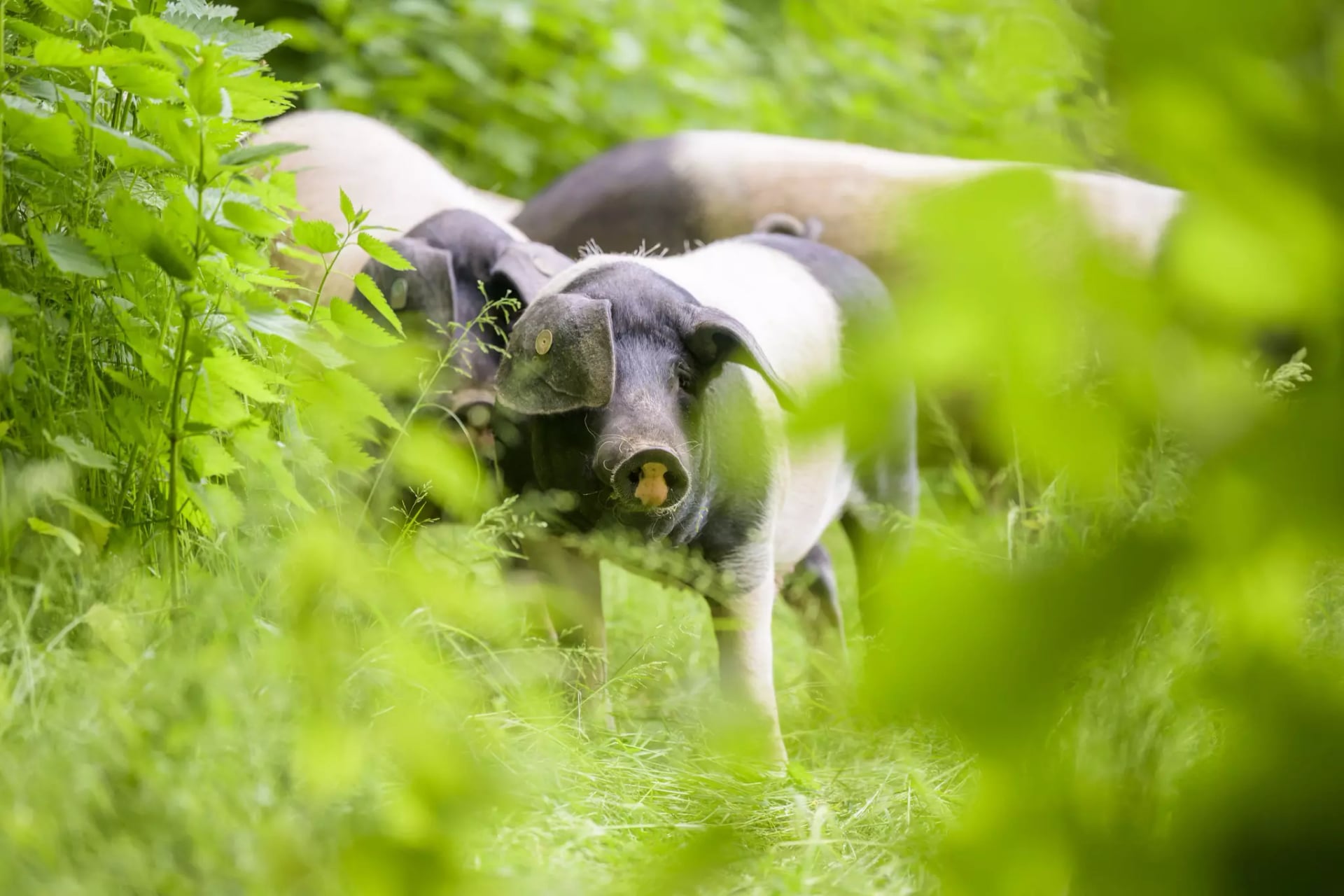 Drei schwarz-weiße Ferkel in einer Wiese mit hohem Gras.