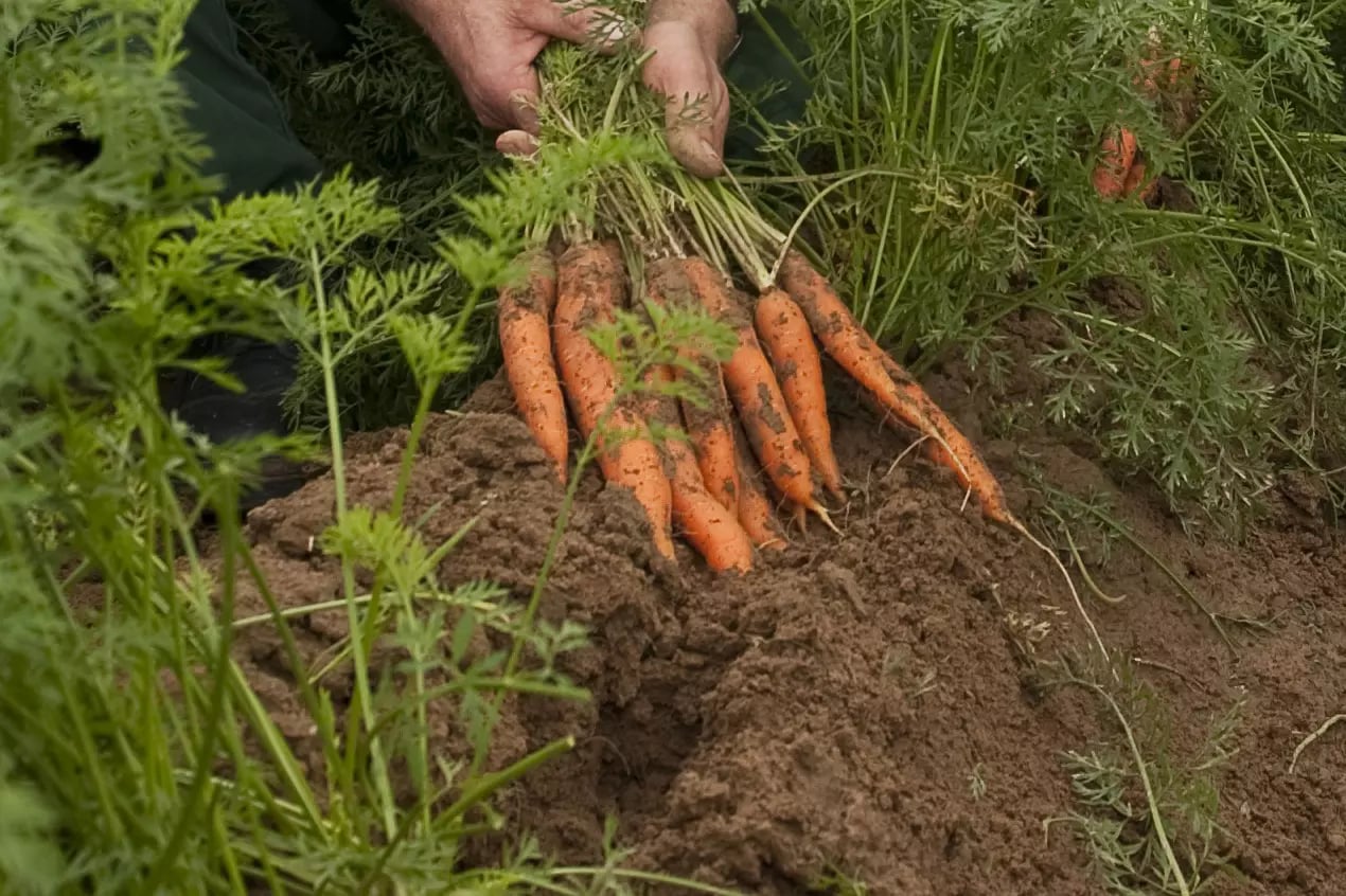 Auf dem Feld erntet eine Person Möhren. Es sind nur die Hände zu sehen, welche ein Bündel Möhren aus der Erde gezogen hat.