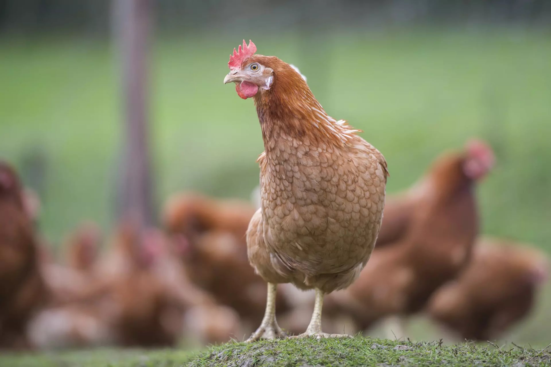 Braunes Huhn