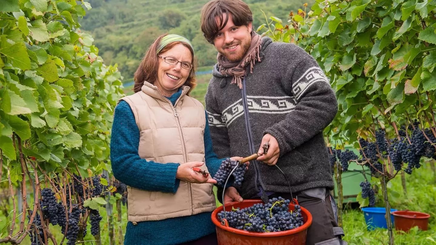 Ein Mann und eine Frau stehen in den Weinbergen und halten einen Eimer voll frisch gepflückter Trauben