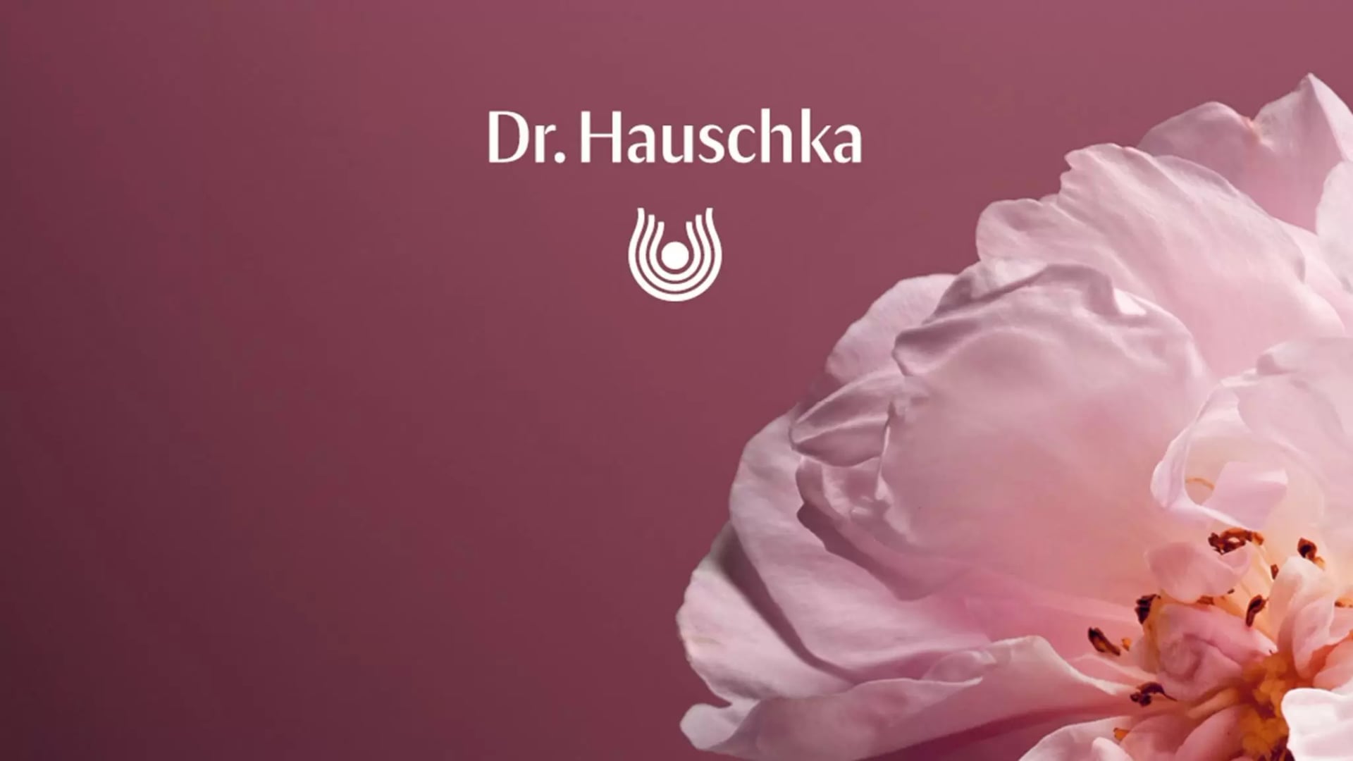 Teil einer rosa Rosenblüte vor einfarbigem Hintergrund mit dem Schriftzug 'Dr. Hauschka' und einem stilisierten Tropfen-Logo.