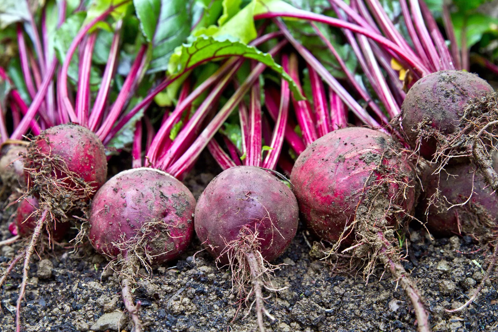 Rote Beete auf dem Feld.