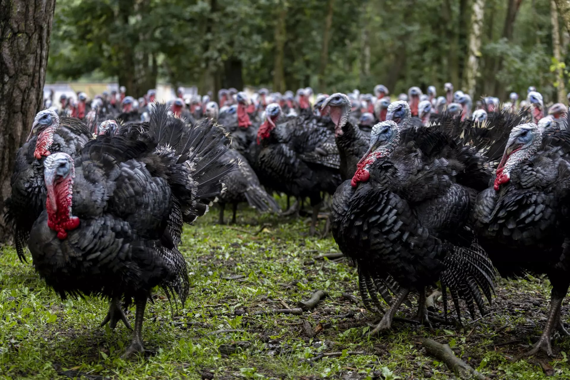 Eine Gruppe von Waldlandputen im Wald