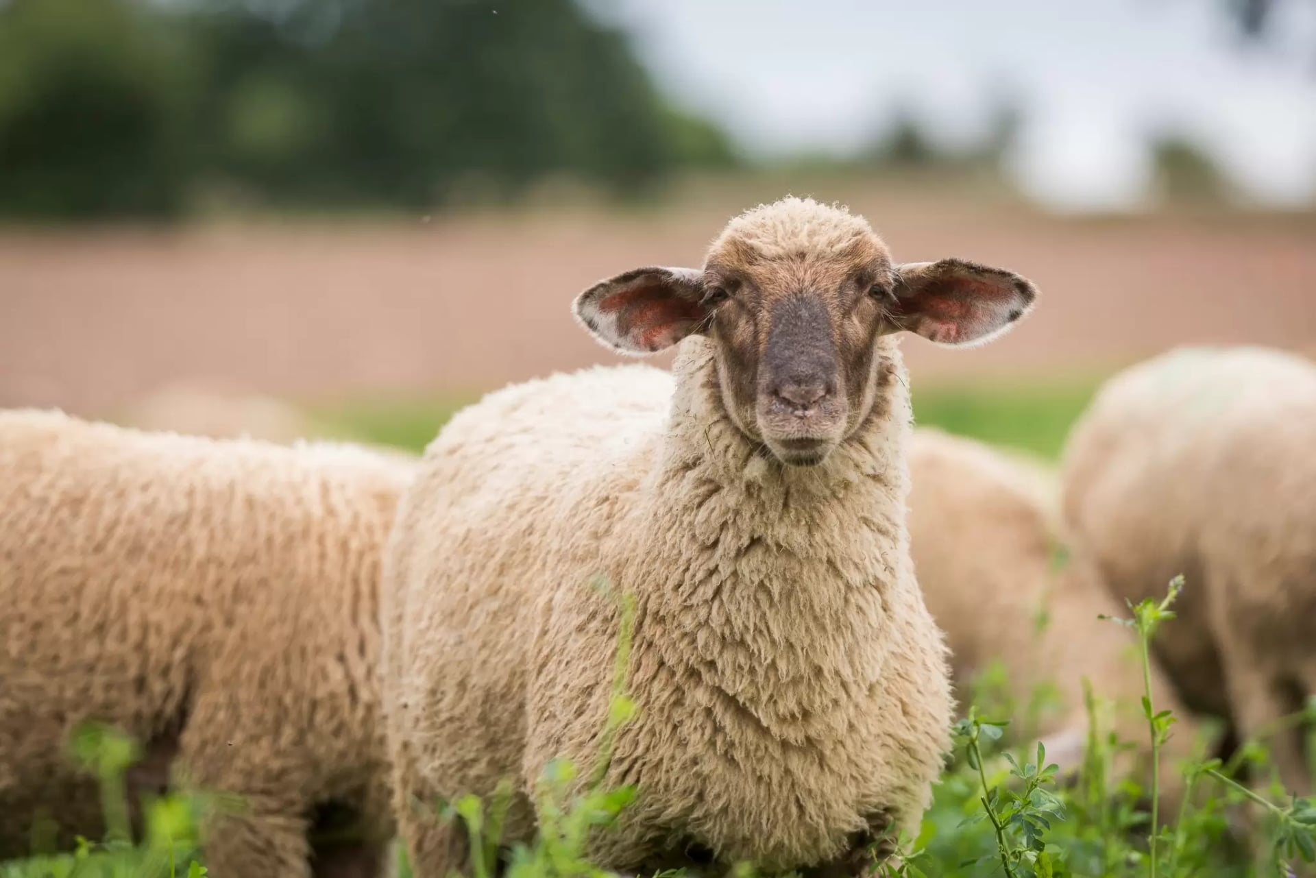 Nahaufnahme eines Schafs mit lockiger Wolle auf einer Wiese.