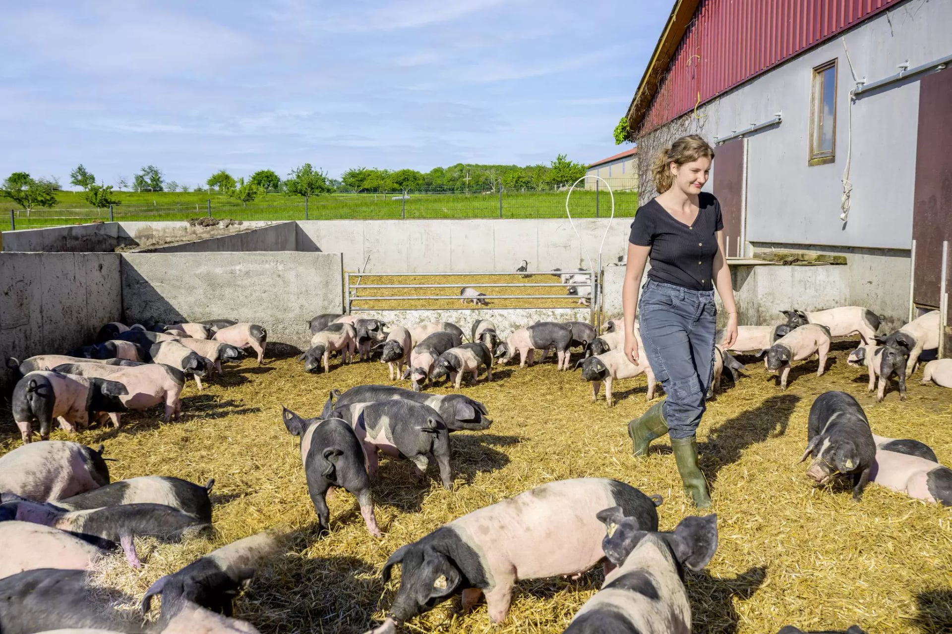 Bäuerin läuft durch das Außengehege eines Schweinestalls, in dem vielen Schweine herumlaufen.