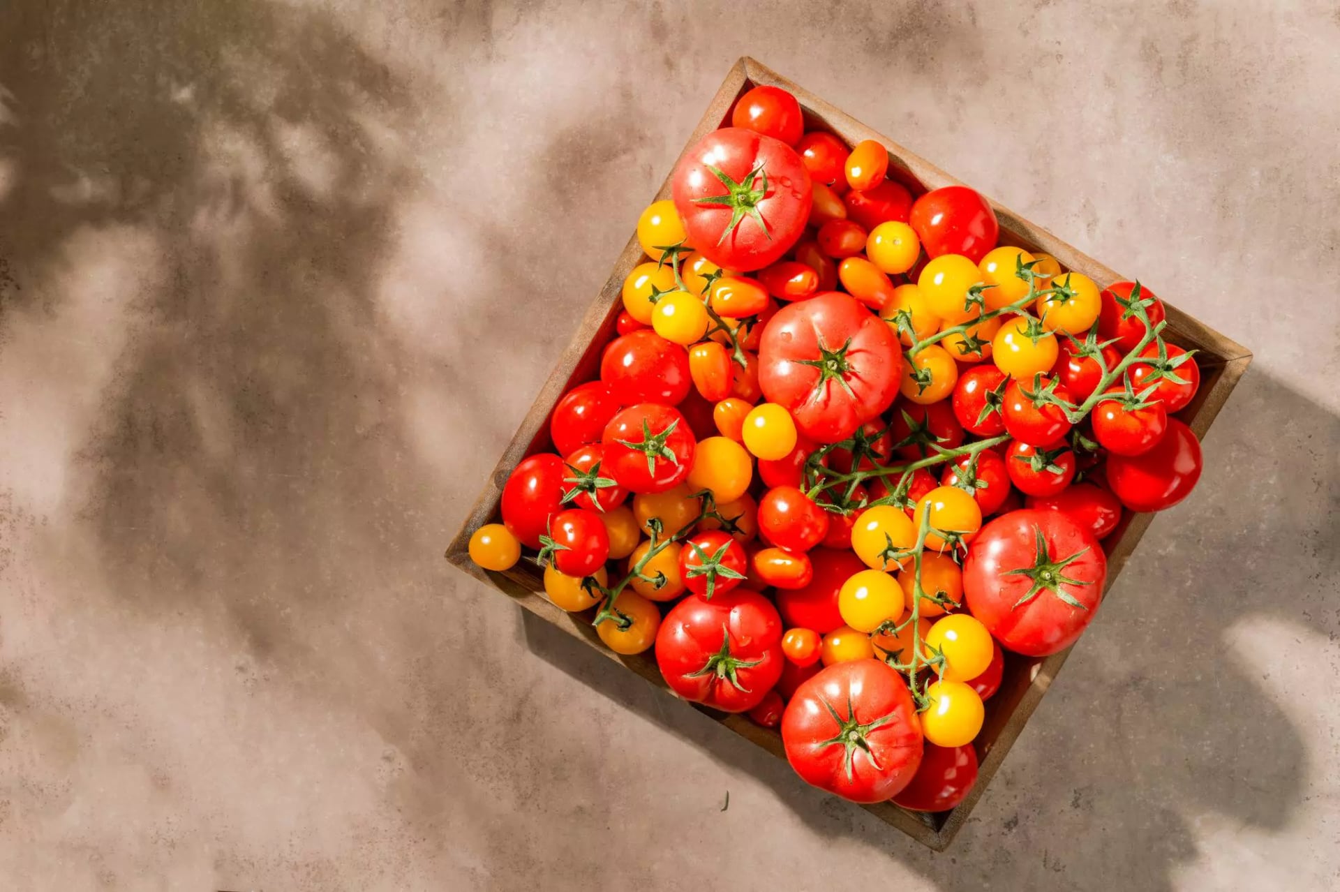 Verschiedene Tomaten auf Holzbrett, sommerliche Stimmung mit Sonnenlicht und Schatten