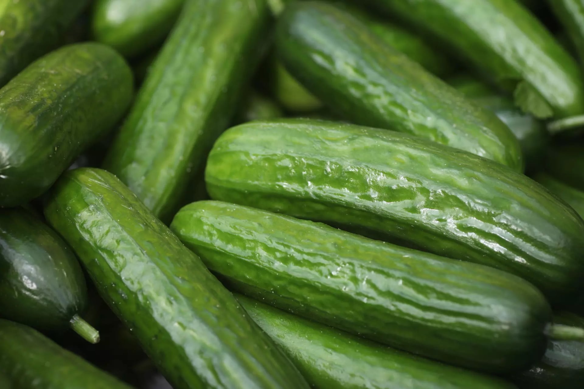 Salatgurken.